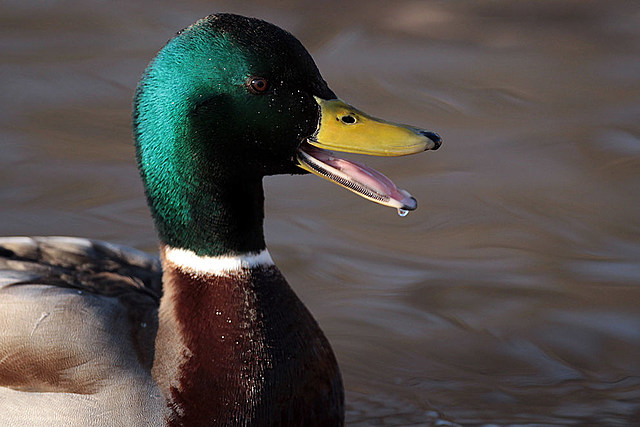 Birding:  North Dakota's Most Stunning Ducks (GALLERY-PHOTOS)