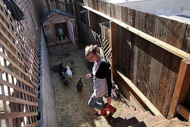 Bismarck:  Backyard Chickens Could Be A Go