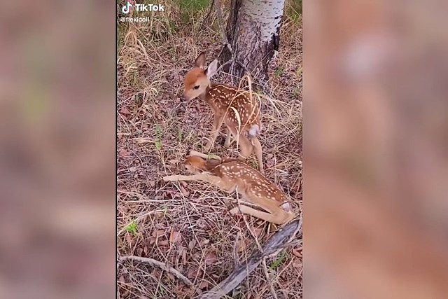 (WATCH)North Dakota Farmer Blows Up The Internet With Baby Deer