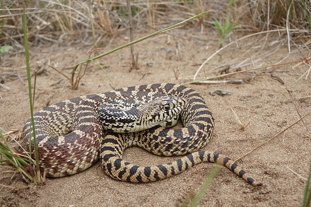 8 Different Kinds Of Snakes You Could Run Into In North Dakota