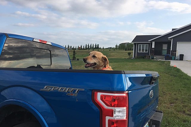 Is It Legal In NoDak To Let A Dog Ride In A Truck Bed Unrestrained?