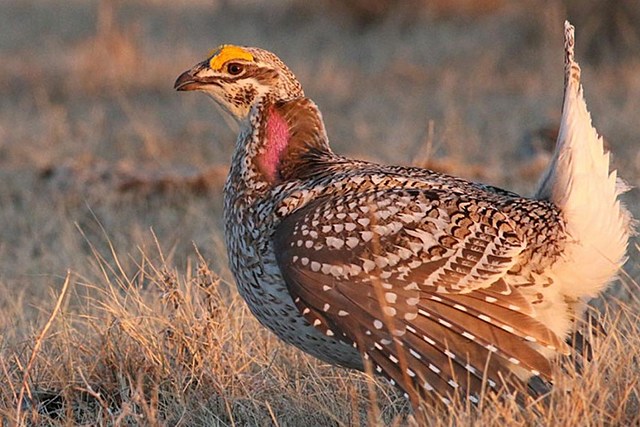 Unleashing North Dakota's Brilliant Upland Game Birds