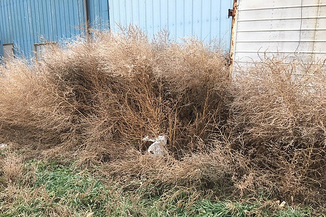 Need Help With Tumbleweed Cleanup?  Bismarck Has You Covered