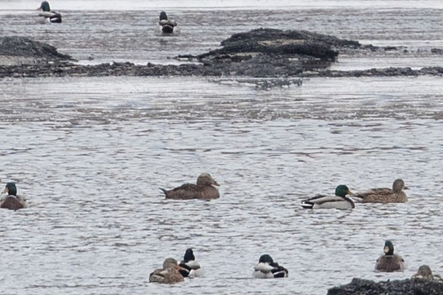 Another Very Out Of Place Sea Duck Lands In North Dakota