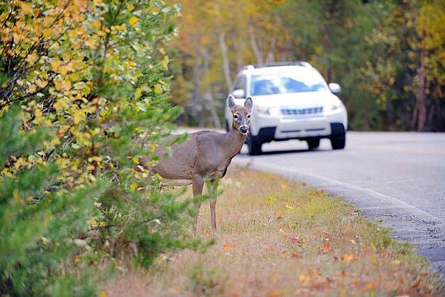The States Most Likely To Hit A Deer?  How about North Dakota?