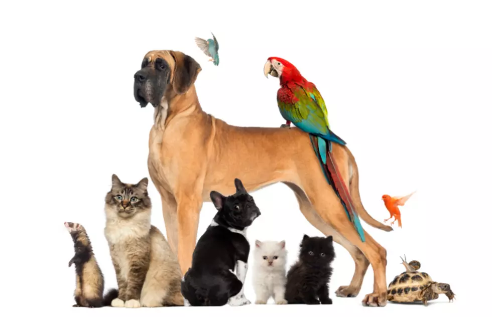 17 North Dakota Pets That Are Kinda Disappointing