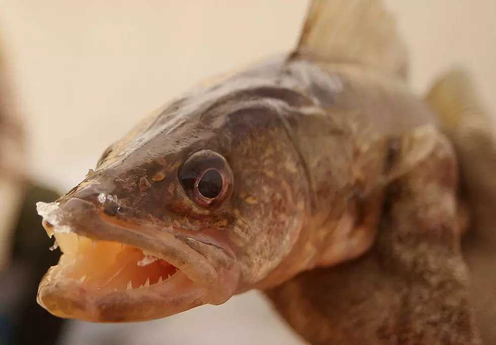 This Weekend Someone In North Dakota Wins $15,000 For This Fish.