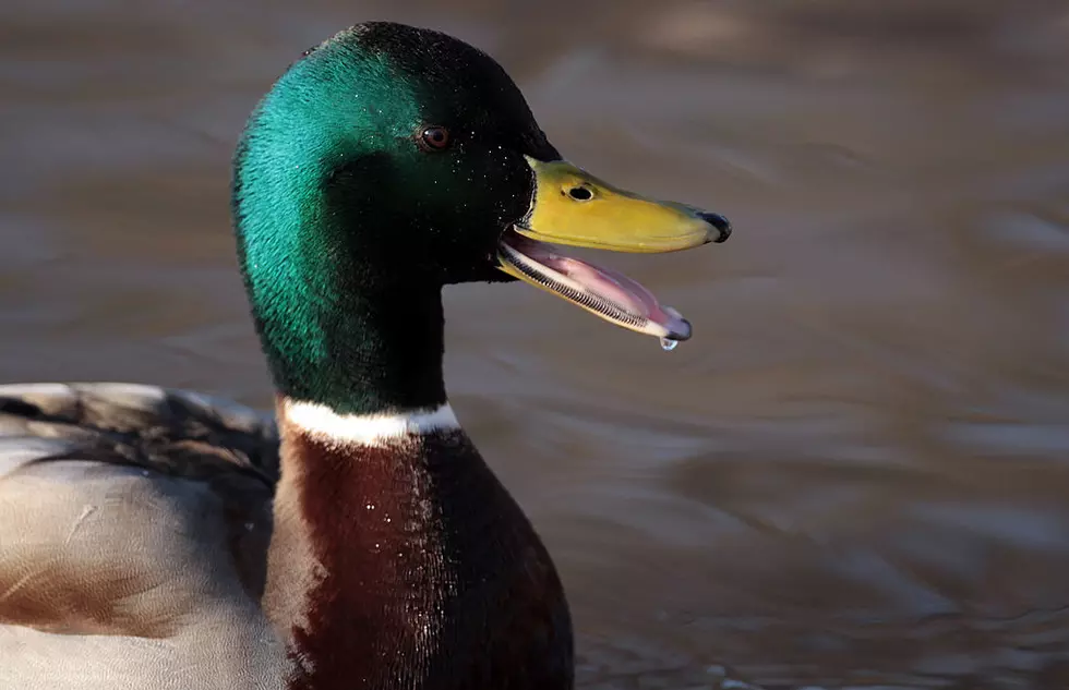 Birding: North Dakota’s Most Stunning Ducks (GALLERY-PHOTOS)