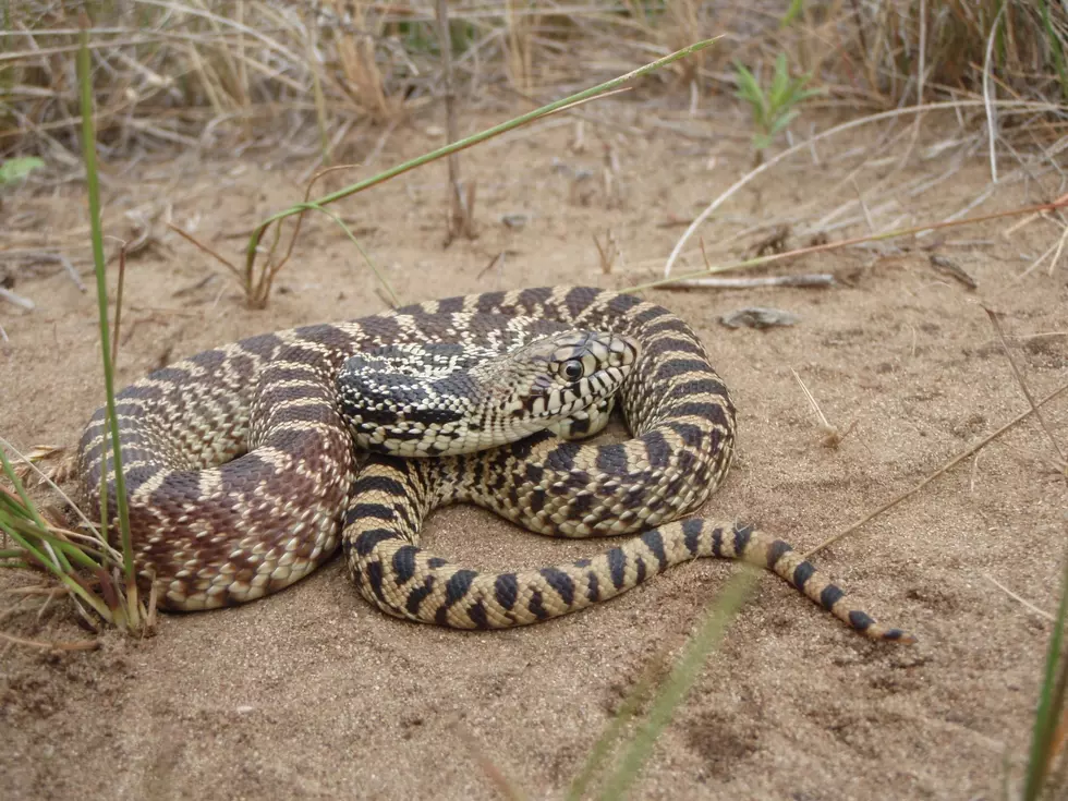 8 Different Kinds Of Snakes You Could Run Into In North Dakota