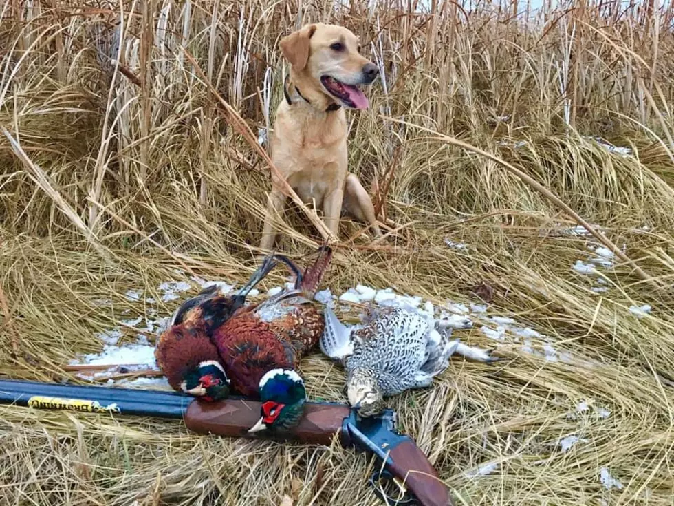Something To Crow About? The ND Pheasant & Upland Game Outlook