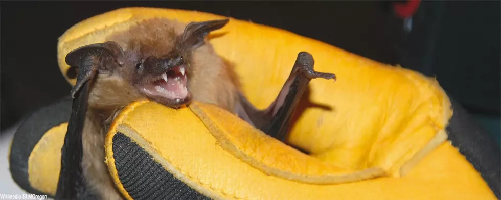 Animals That Hibernate In North Dakota (PHOTOS-GALLERY)
