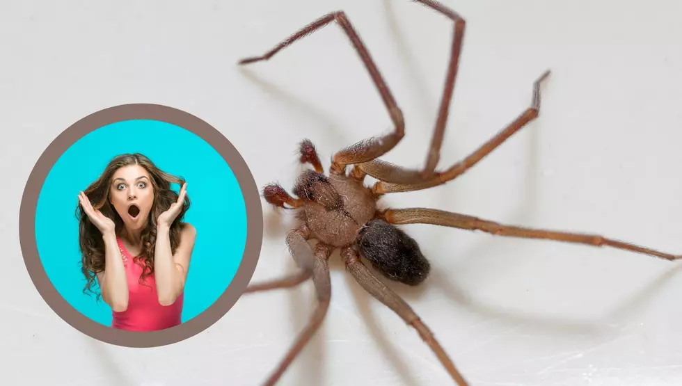 Let’s Settle This: Do Brown Recluse Spiders Exist In North Dakota?