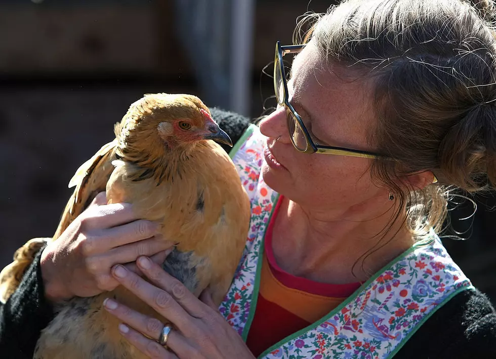 Backyard Chickens In Bismarck Could Put Cheap Eggs On The Table