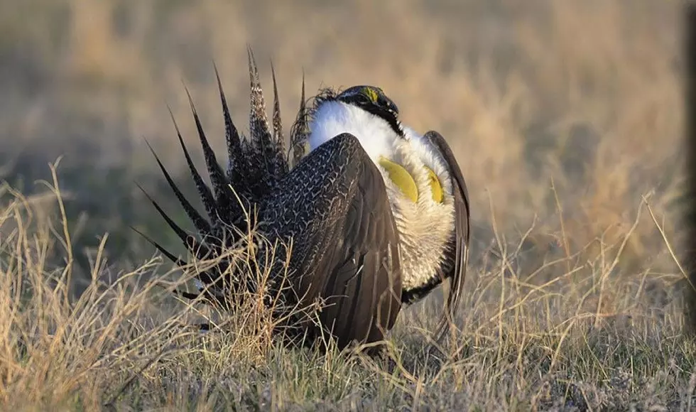 One Of North Dakota’s Native Game Birds Is Now Likely Extinct