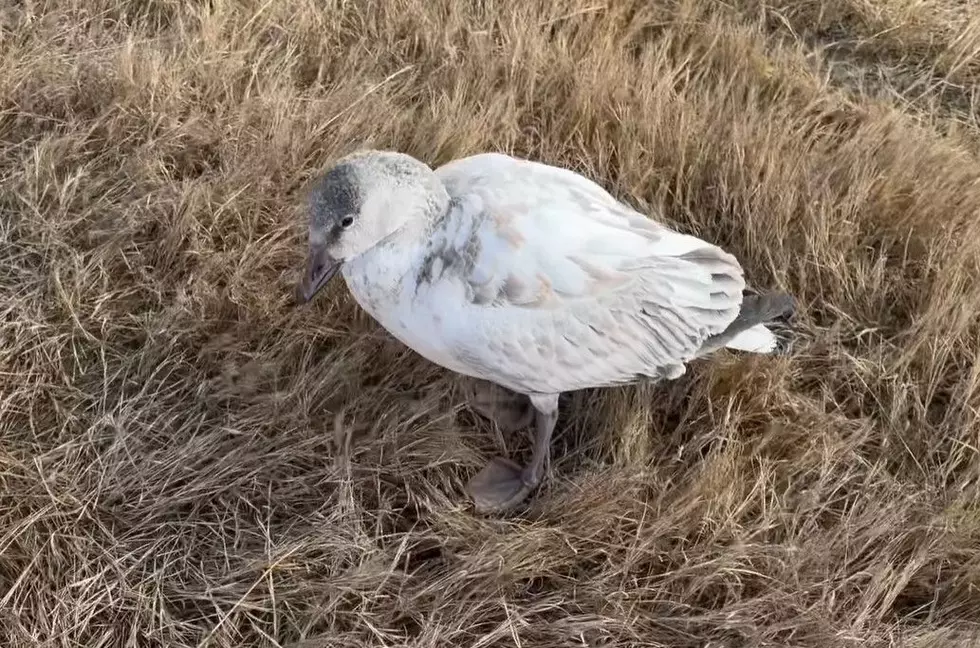 A Firsthand Look At Avian Bird Flu In North Dakota This Year
